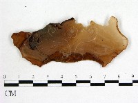 木耳屬藏品圖，第3張