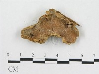 登錄號:F0020408藏品圖，第1張