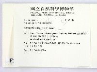 皺木耳藏品圖，第2張