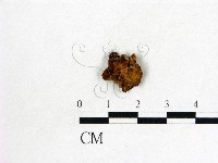皺木耳藏品圖，第1張