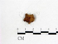 皺木耳藏品圖，第3張