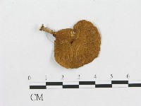 多孔菌屬藏品圖，第3張