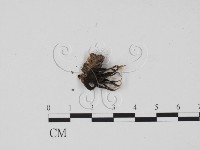 炭角菌屬藏品圖，第1張