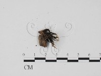 炭角菌屬藏品圖，第3張