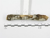登錄號:F0020414藏品圖，第3張