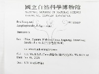 栓菌屬藏品圖，第3張