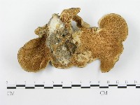 栓菌屬藏品圖，第1張