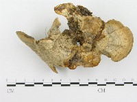 栓菌屬藏品圖，第4張
