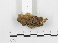 登錄號:F0020421藏品圖，第3張
