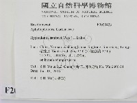 冇骨消絲齒菌藏品圖，第2張