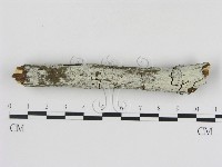 冇骨消絲齒菌藏品圖，第1張