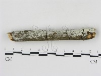 冇骨消絲齒菌藏品圖，第3張