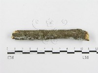 冇骨消絲齒菌藏品圖，第4張