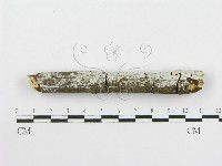 冇骨消絲齒菌藏品圖，第5張