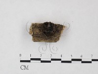登錄號:F0020424藏品圖，第1張