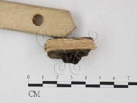 登錄號:F0020424藏品圖，第3張