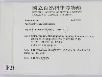 冇骨消絲齒菌藏品圖，第2張