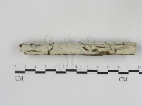 冇骨消絲齒菌藏品圖，第1張