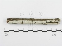冇骨消絲齒菌藏品圖，第3張