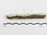 冇骨消絲齒菌藏品圖，第5張