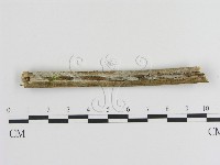 登錄號:F0020432藏品圖，第1張