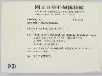 黄柄小孔菌藏品圖，第2張