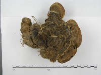 靈芝屬藏品圖，第3張