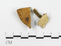 多孔菌屬藏品圖，第4張