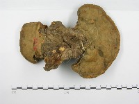 靈芝屬藏品圖，第3張