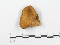 登錄號:F0020438藏品圖，第1張