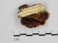 登錄號:F0020439藏品圖，第1張