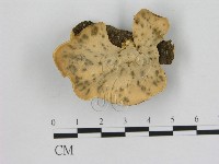 登錄號:F0020439藏品圖，第3張
