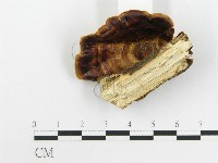 登錄號:F0020439藏品圖，第4張
