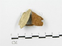 多孔菌屬藏品圖，第1張