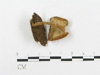多孔菌屬藏品圖，第3張
