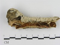 登錄號:F0020441藏品圖，第3張