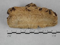 登錄號:F0020442藏品圖，第1張