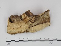登錄號:F0020442藏品圖，第4張
