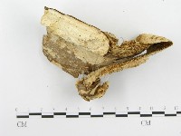 登錄號:F0020442藏品圖，第5張