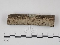 筍殼菌屬藏品圖，第1張