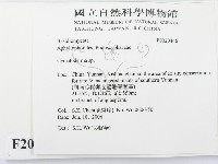 波邊革菌屬藏品圖，第2張