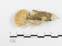波邊革菌屬藏品圖，第3張
