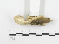 波邊革菌屬藏品圖，第4張