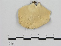 相鄰小孔菌藏品圖，第3張