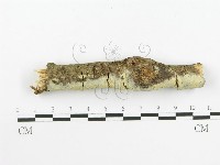 登錄號:F0020448藏品圖，第4張