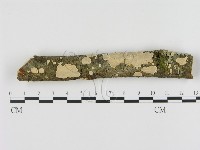 刺皮菌屬藏品圖，第1張