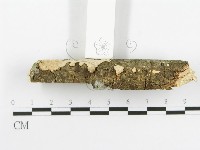 刺皮菌屬藏品圖，第4張