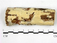 顯絲菌屬藏品圖，第1張