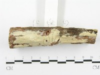 顯絲菌屬藏品圖，第3張