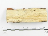 顯絲菌屬藏品圖，第4張